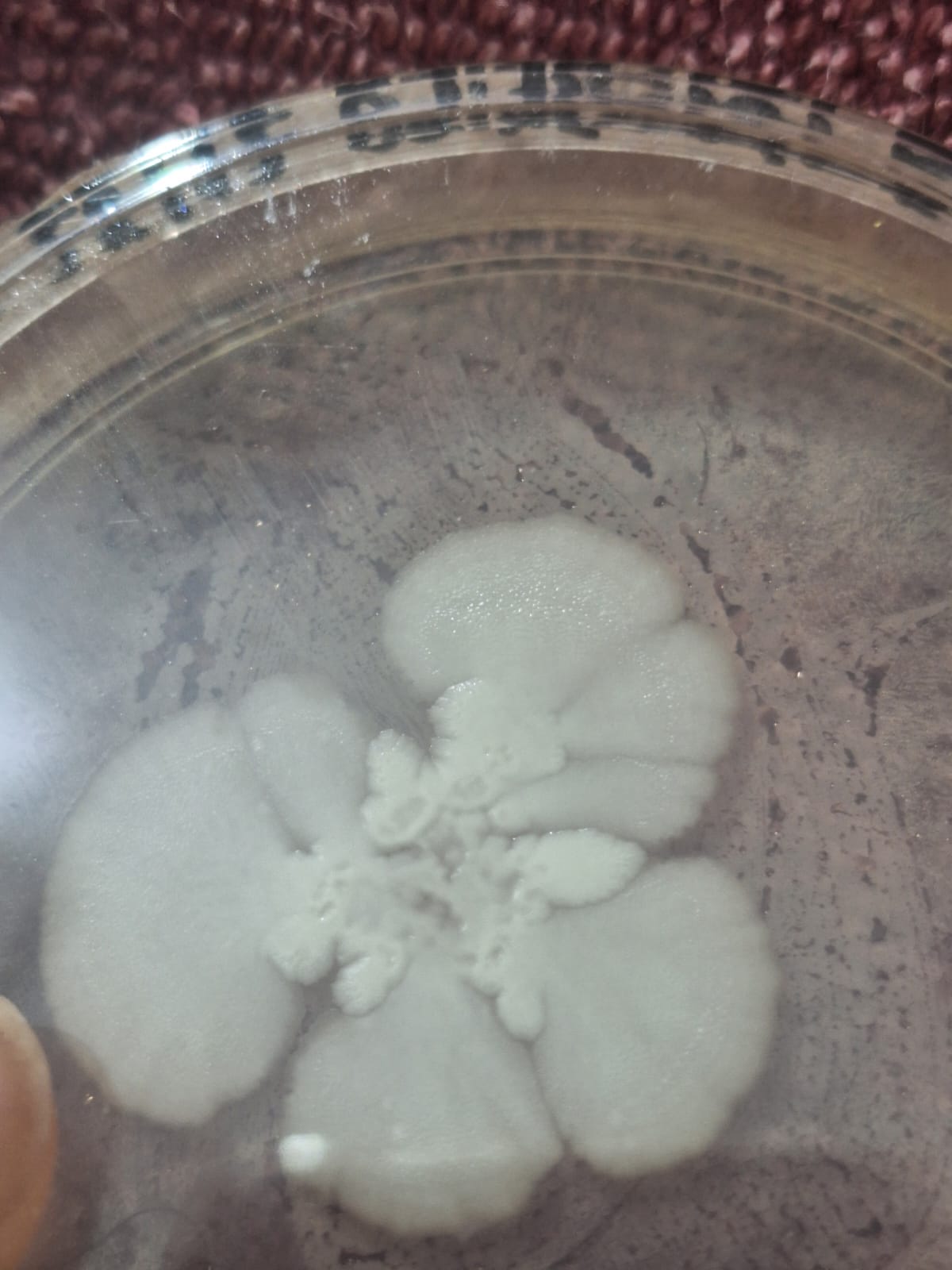 Bacillus culture displaying distinctive colony morphology